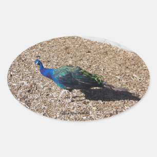 Oval Adesivo de Pavão Azul Indiano