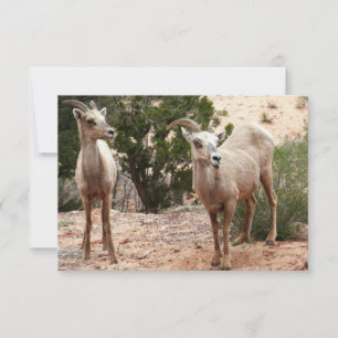 Ovelha Engraçada no Parque Nacional do Zion