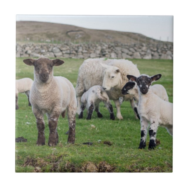 ovelha Shetland (Frente)