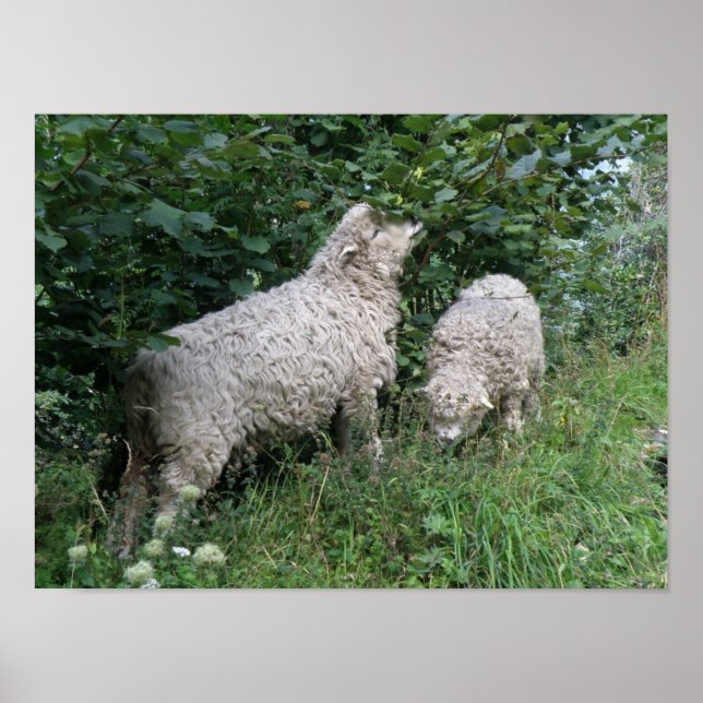 Ovelhas Bonitas Comem Folhas Poster (Frente)