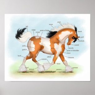 Overo Gypsy Horse Poster