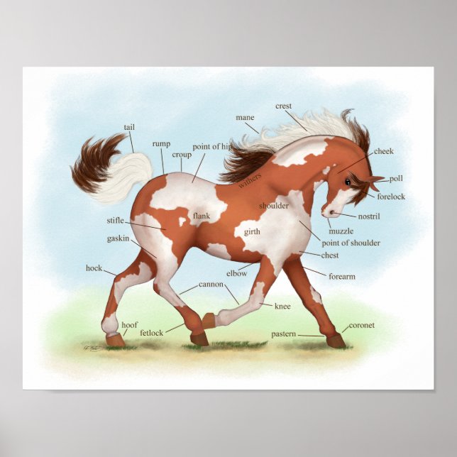 Overo Skewbald Horse Anatomia Equestre Poster (Frente)