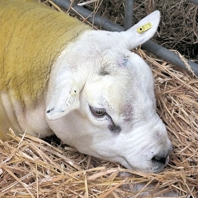 OVINO (A photographic design of a beautiful Texel sheep.)