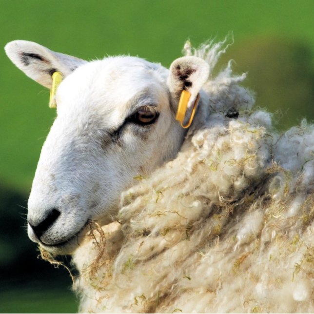 OVINO DE BOVINO (Criador carregado)