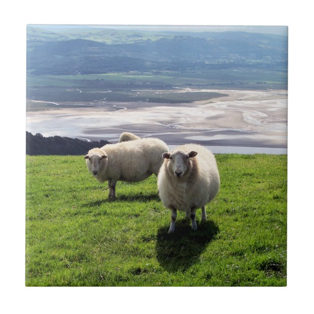 OVINO DE MONTANHA DE WELSH (Frente)