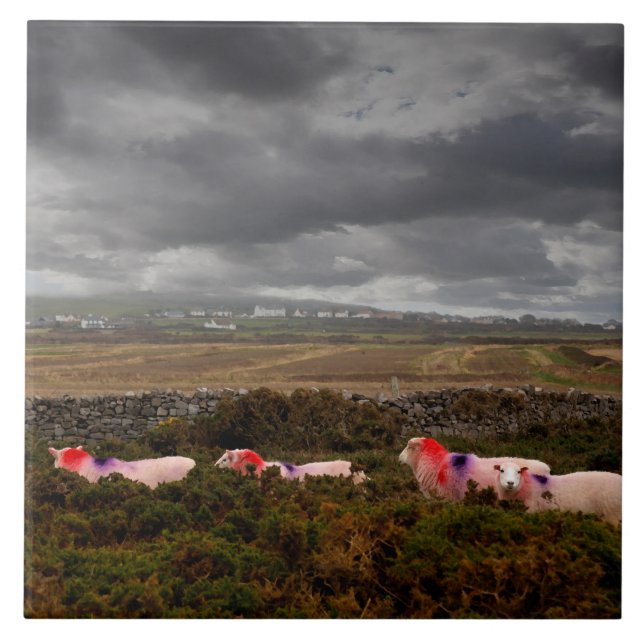 Ovinos coloridos (Frente)