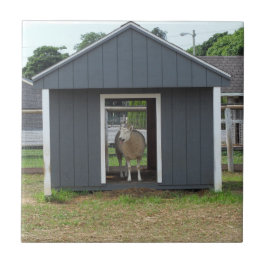 Ovinos no Azulejo BarnHouse