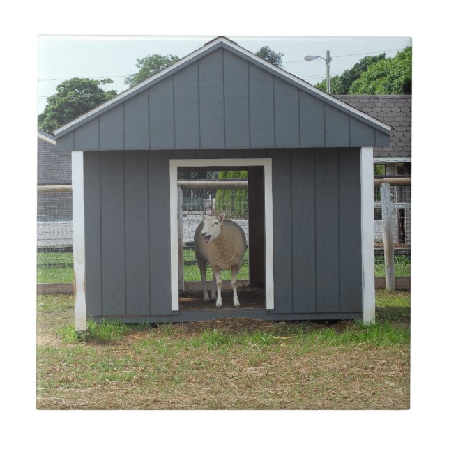 Ovinos no Azulejo BarnHouse (Frente)