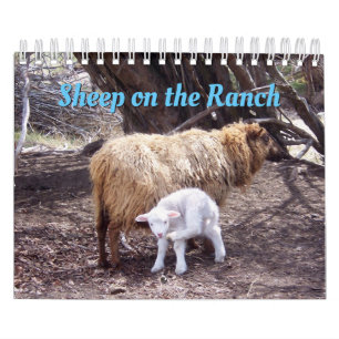 Ovinos No Calendário Ranch