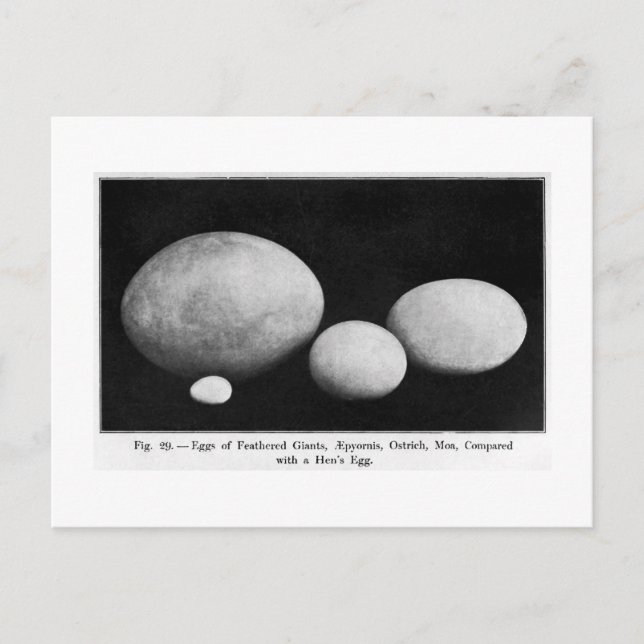 Ovos de gigantes de penas, cartão postal (Frente)