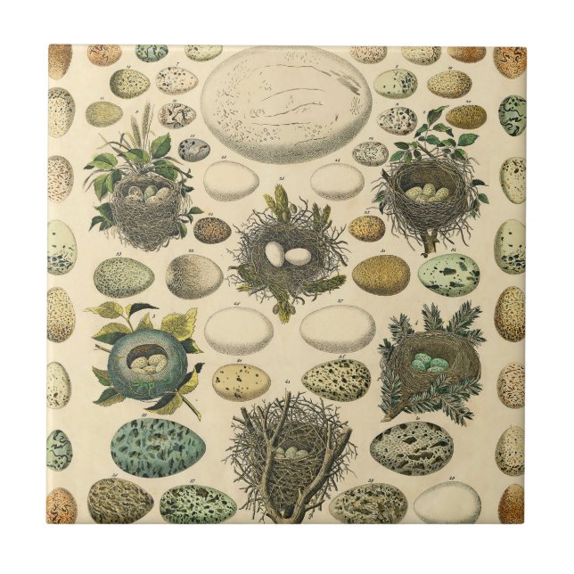 Ovos De Pintura De Ninho De Aves Vintage (Frente)