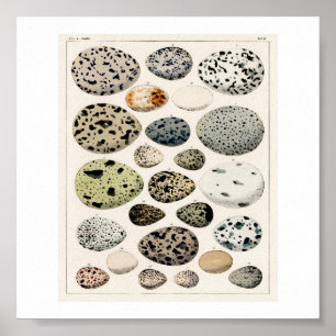 OVOS DE VINTAGEM 1843 POSTER DE ILUSTRAÇÃO