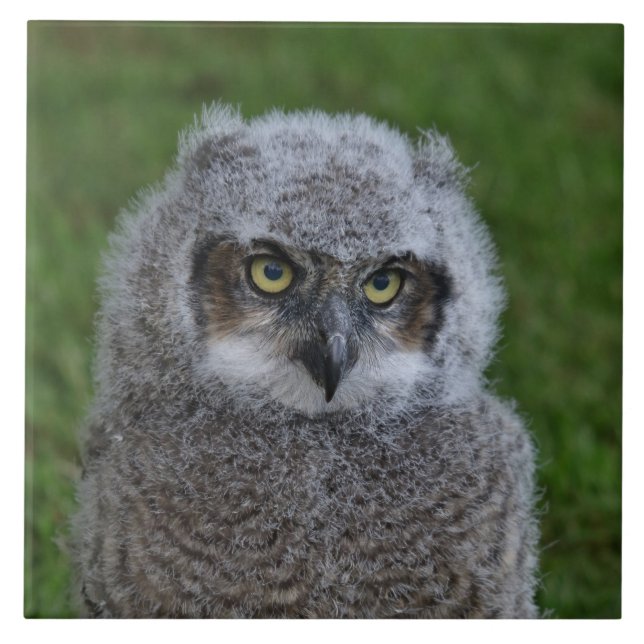 Owl_20180215_por_JAMFoto (Frente)