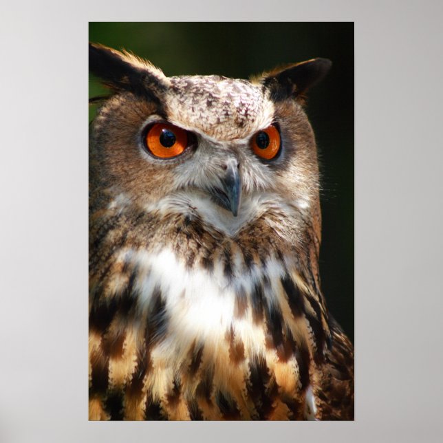 Owl Poster (Frente)