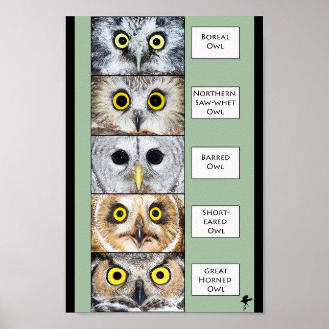 Owl Poster (Frente)