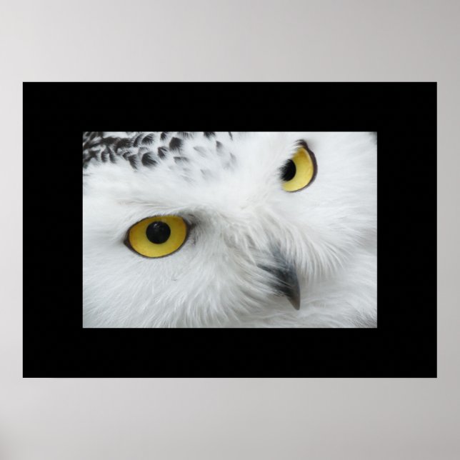 Owl Poster (Frente)