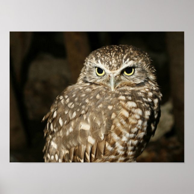 Owl Poster (Frente)