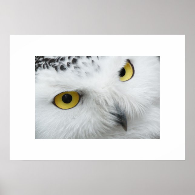 Owl Poster (Frente)