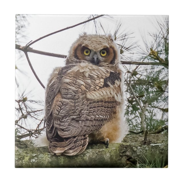 Owlet Em Uma Ramificação De Pino (Frente)