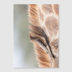 Oxpecker numa girafa