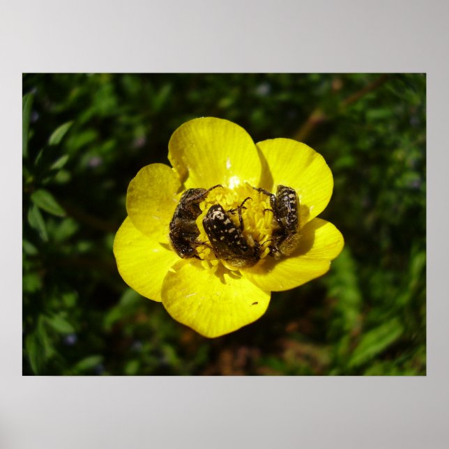 Oxythyrea Funesta Beetles Poster (Frente)