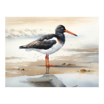 Oystercatcher Bird Art Poster