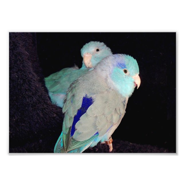 Pacífico Azul Parrotlet Love Birds Retrato Foto (Frente)