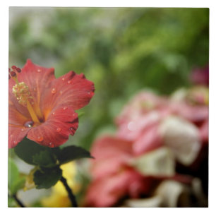 Pacífico Sul, Polinésia Francesa, Sociedade 2