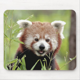 Pad do mouse Pad Red Panda, animais 0392.