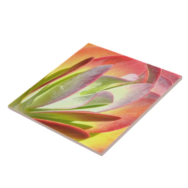 PADDLE PLANT/KALANCHOE/PHOTOG.DIG.EFFECECTS (Lateral)