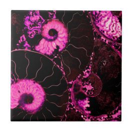 Padrão de casca fóssil Nautilus rosa