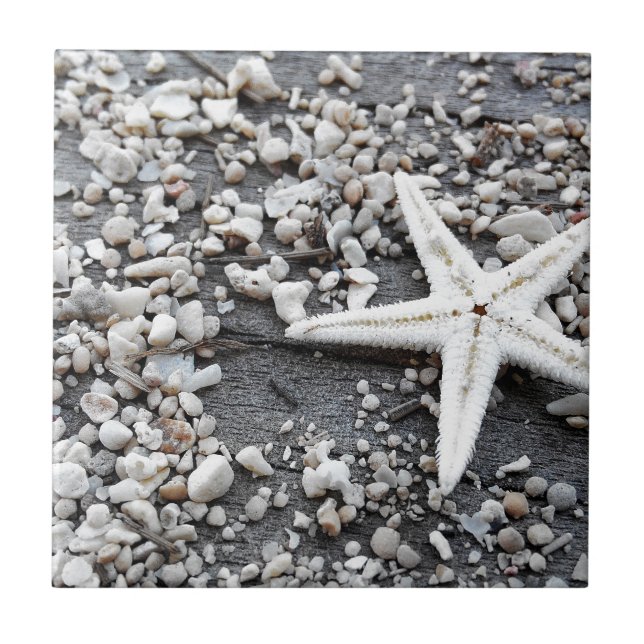 Padrão de concha marítima do oceano costeiro (Frente)