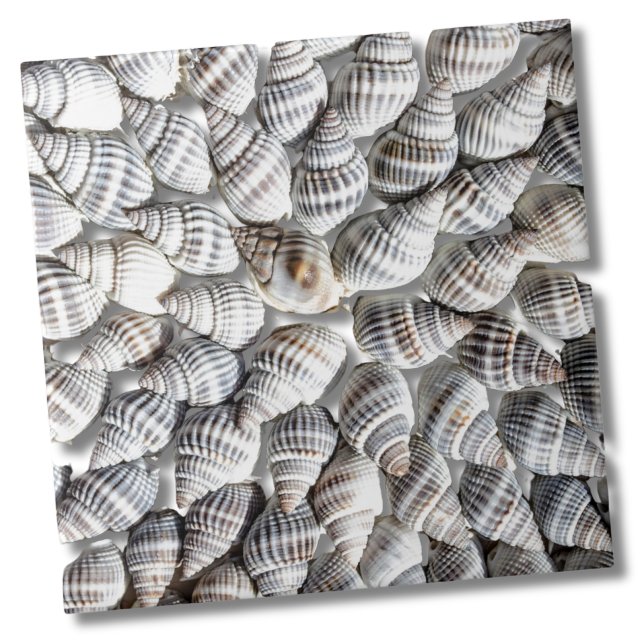 Padrão de concha marítima do oceano costeiro (Abstract Seashell Starburst Nautical Beach House Ceramic Tile)