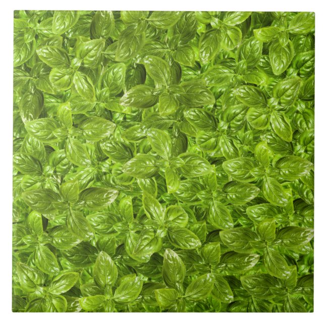 Padrão de Folhas de Basil (Frente)