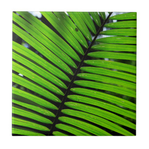 Padrão de Folhas de Samambaia