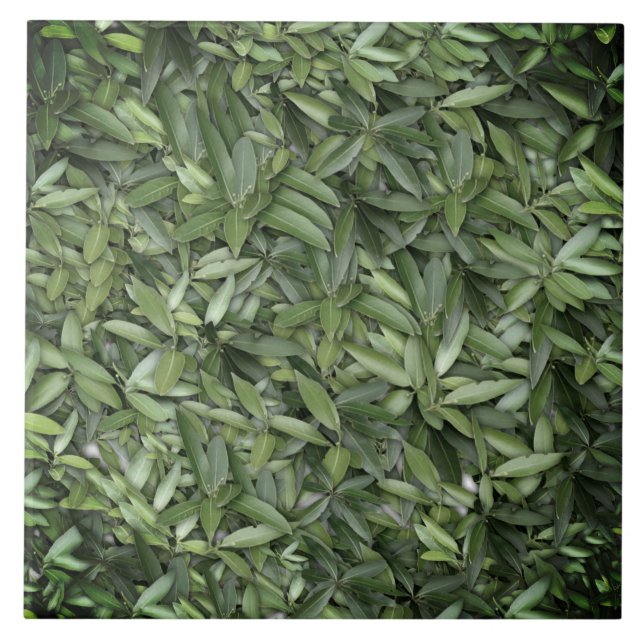Padrão de Folhas Verde Lush - Botânica da Natureza (Frente)