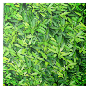 Padrão de Folhas Verde Lush - Botânica da Natureza