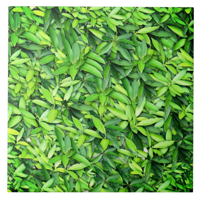 Padrão de Folhas Verde Lush - Botânica da Natureza (Frente)