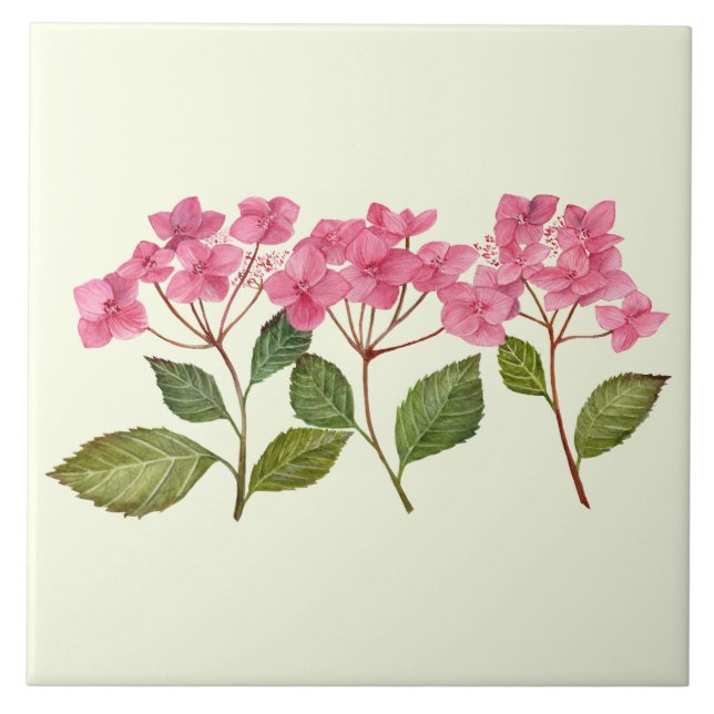 Padrão de Lacecaps de Hydrangea rosa com aquarela (Frente)