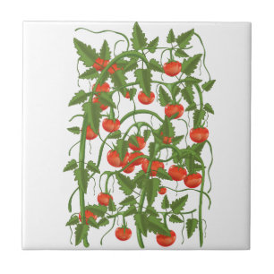 Padrão de Tomates