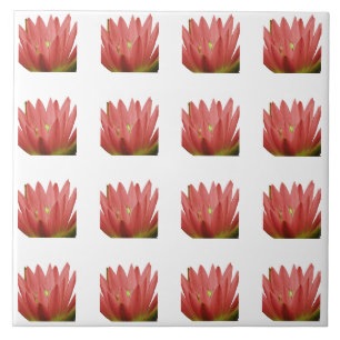 Padrão de Tulip