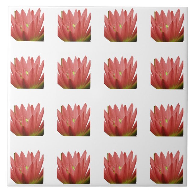 Padrão de Tulip (Frente)