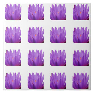 Padrão de Tulip