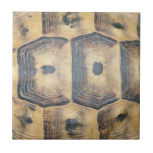Padrão Tortoise Shell