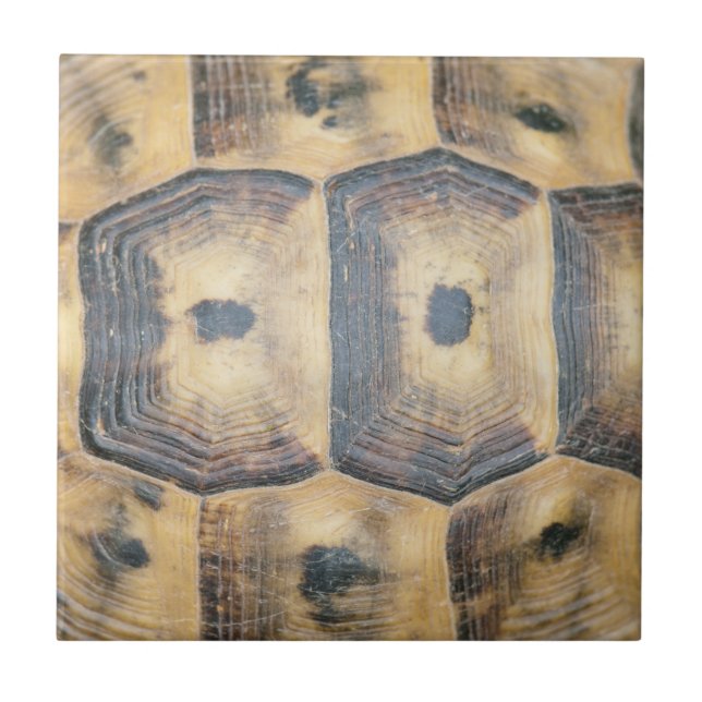 Padrão Tortoise Shell (Frente)