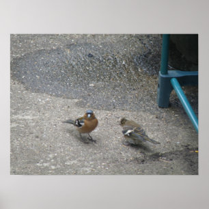 Padre Chcik Chaffinch Impressão