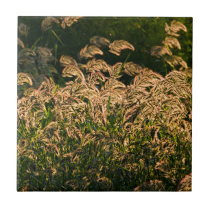 Painço Selvagem (Panicum Sp.) Crescendo em Área Úm