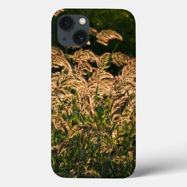 Painço Selvagem (Panicum Sp.) Crescendo em Área Úm (Verso)