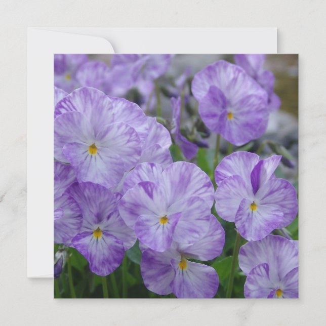 Painéis de Campo (Frente)