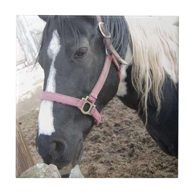 Paint Pinto Horse (Frente)